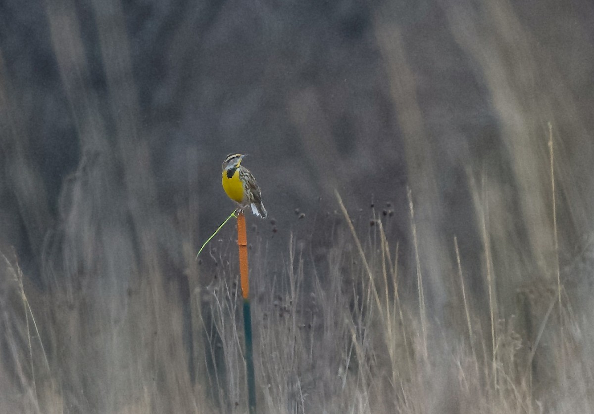 Eastern Meadowlark - ML615178236