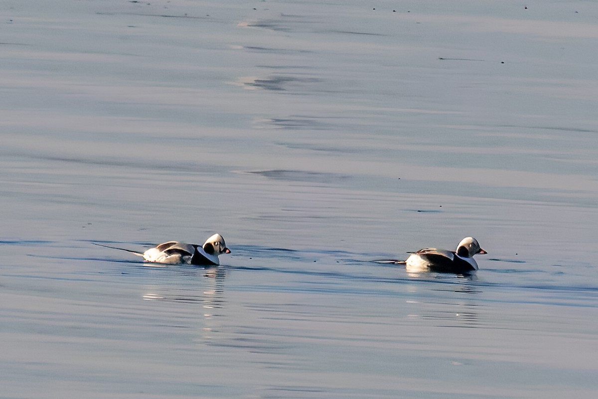 Long-tailed Duck - ML615178304