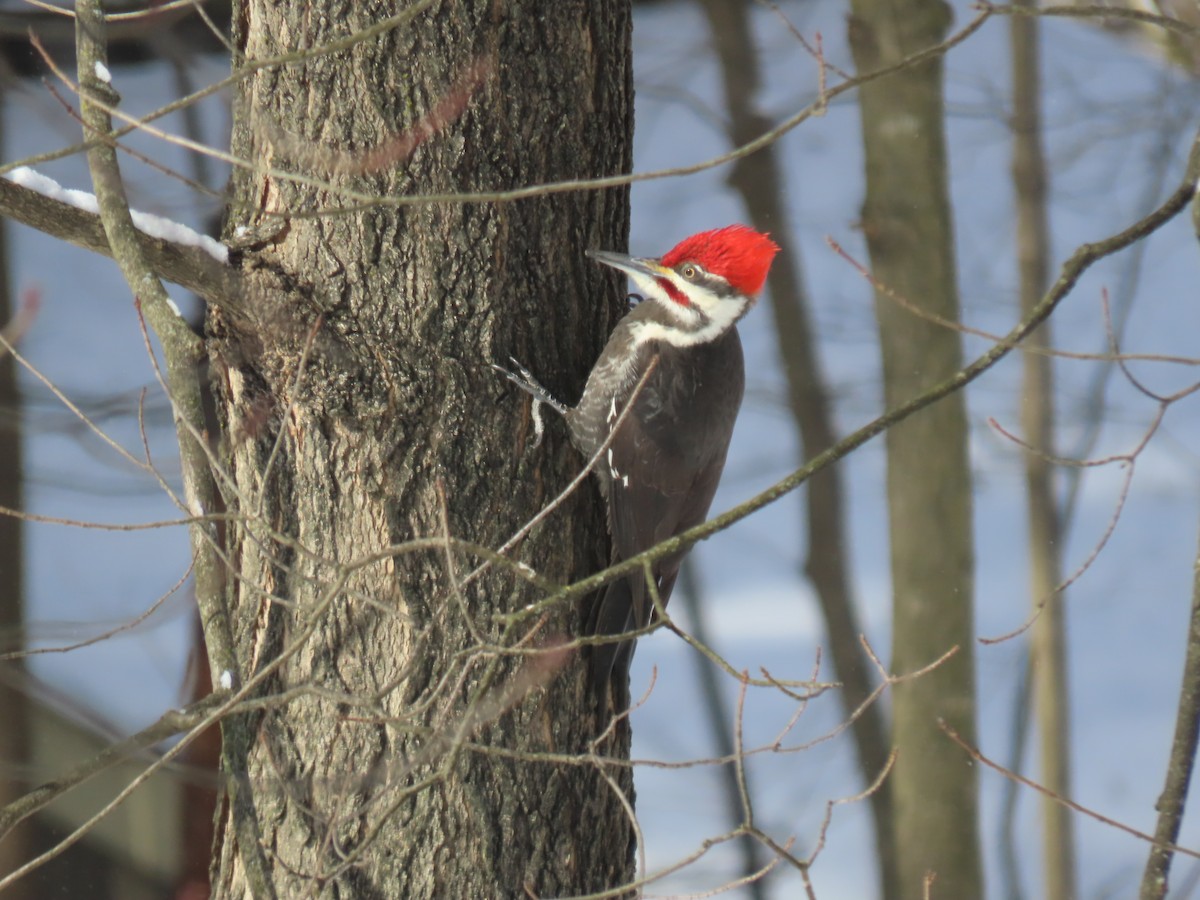 Pileated Woodpecker - ML615178305