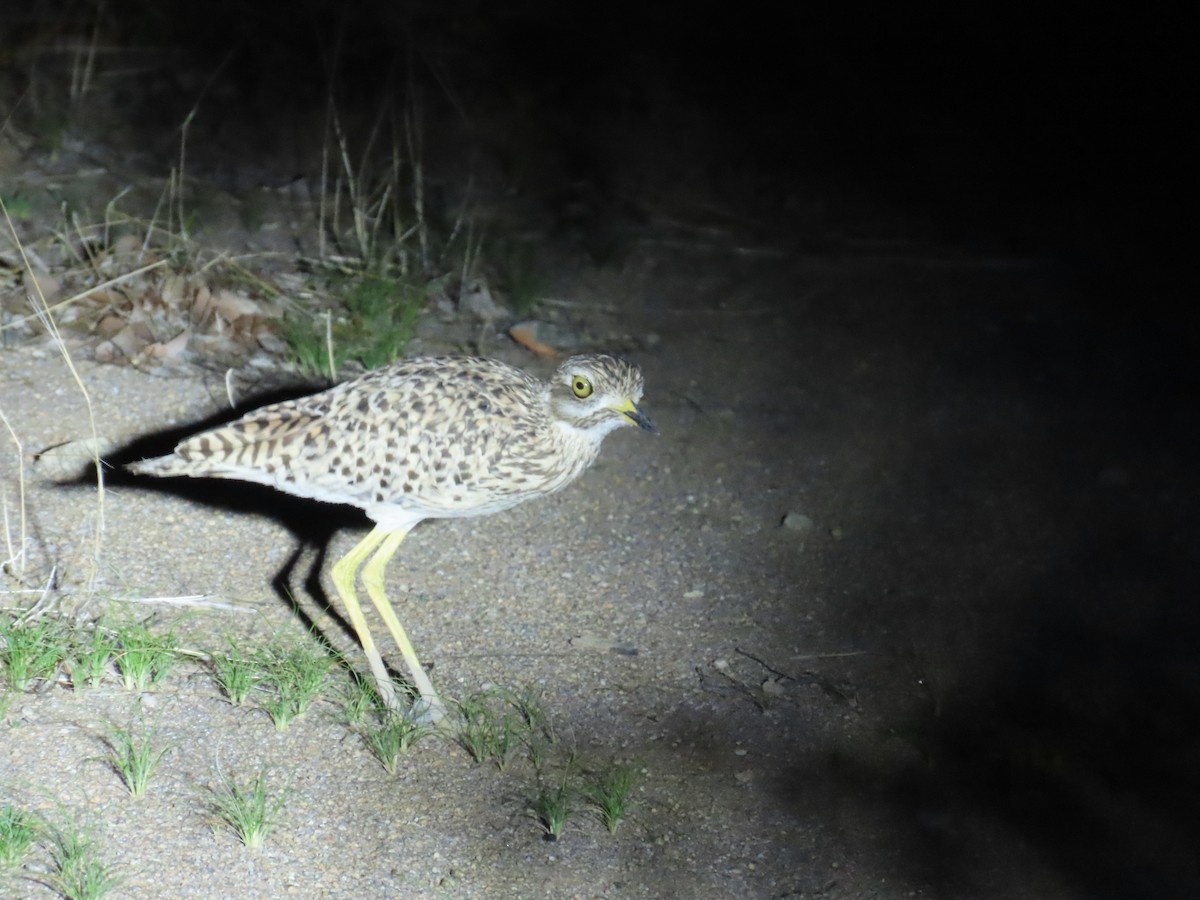 Spotted Thick-knee - ML615178368