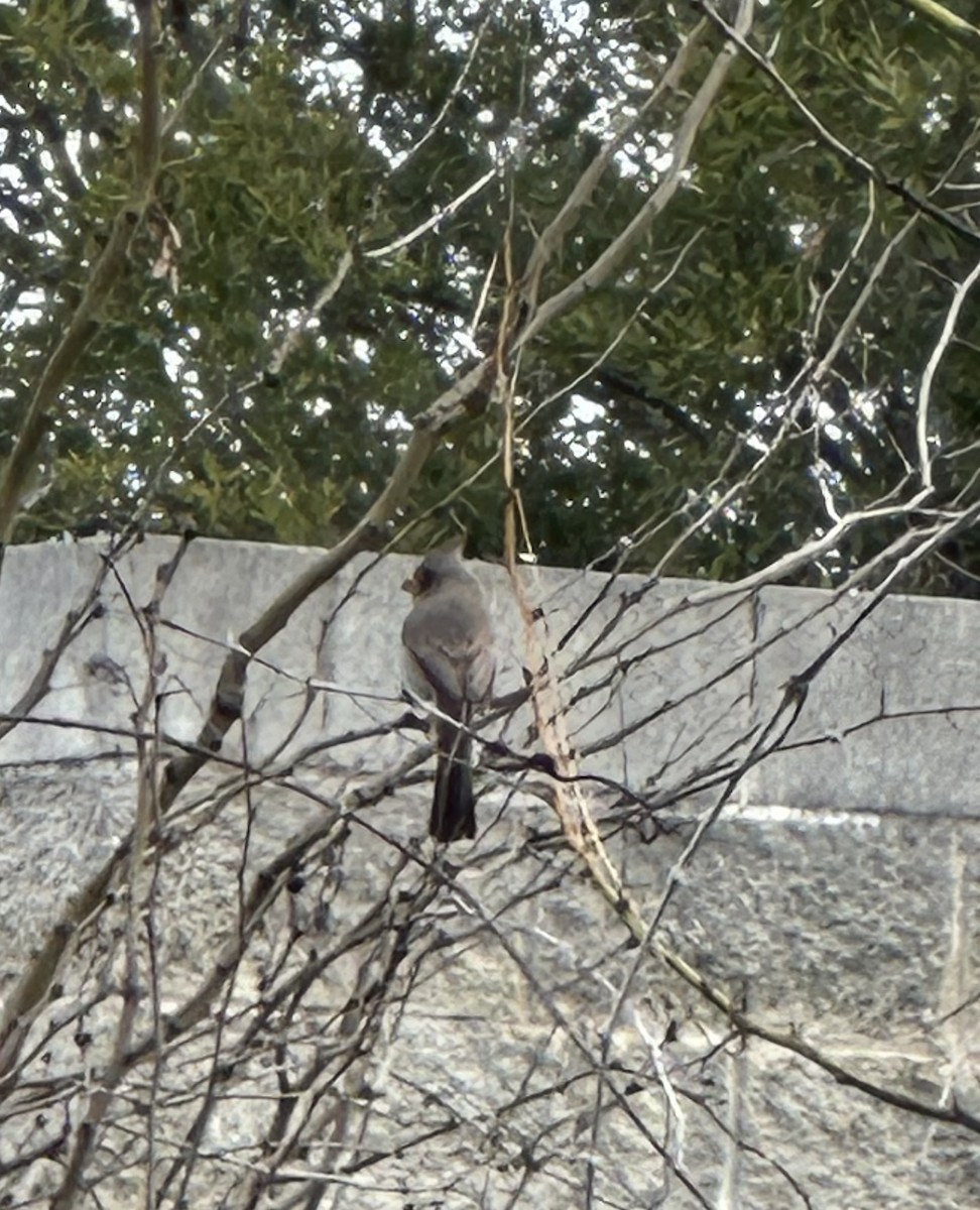 Pyrrhuloxia - ML615178481