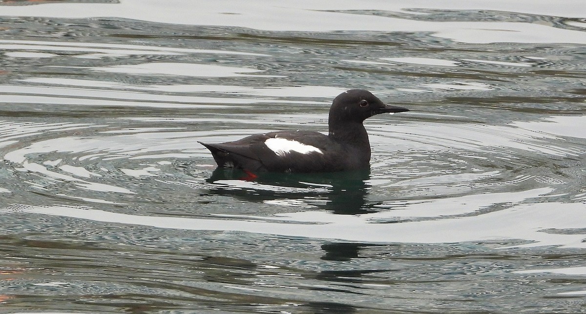 Pigeon Guillemot - ML615178498