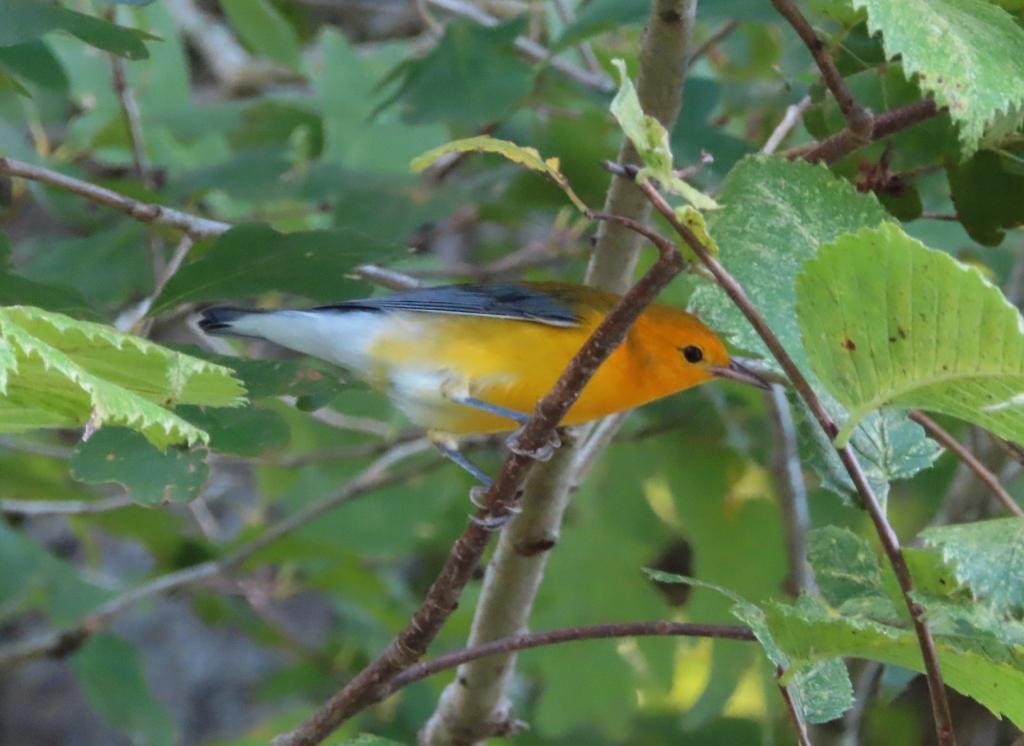 Prothonotary Warbler - ML615178504