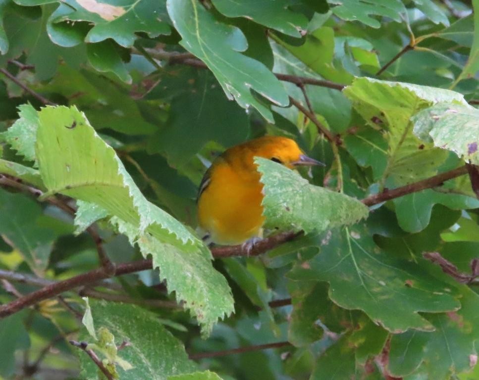 Prothonotary Warbler - ML615178505