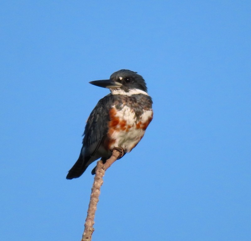 Belted Kingfisher - ML615178547