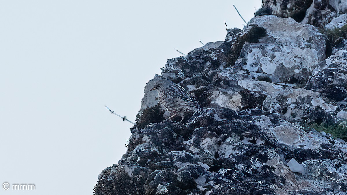 Alpine Accentor - Mario Martin