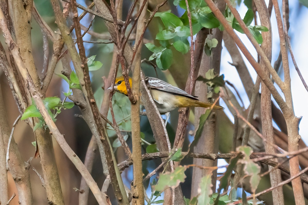 Bullock's Oriole - ML615178579