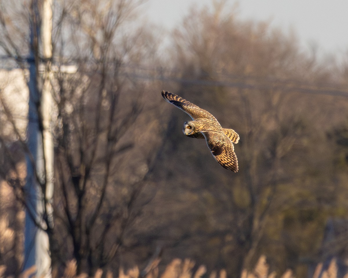 Short-eared Owl - ML615178794