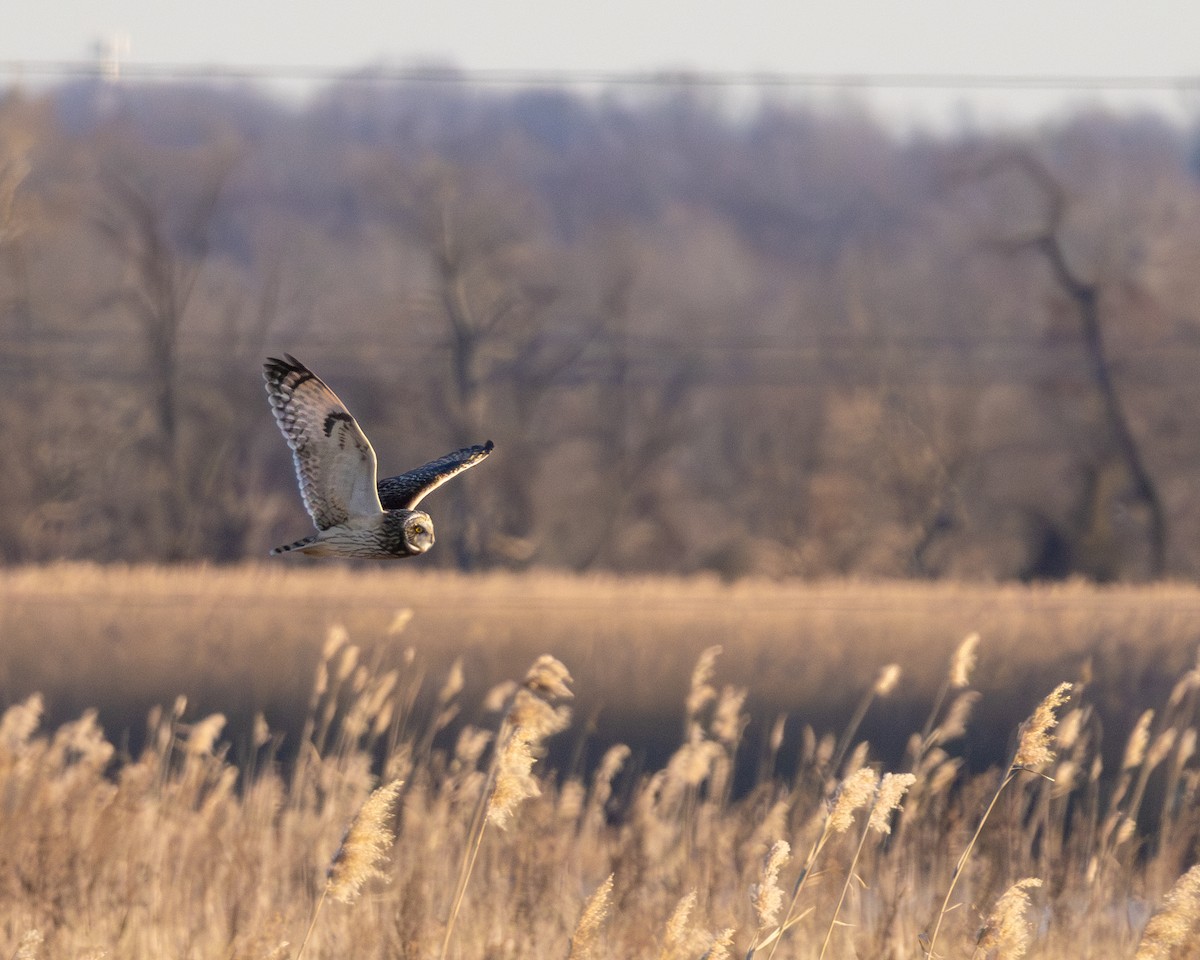 Short-eared Owl - Kevin Savage