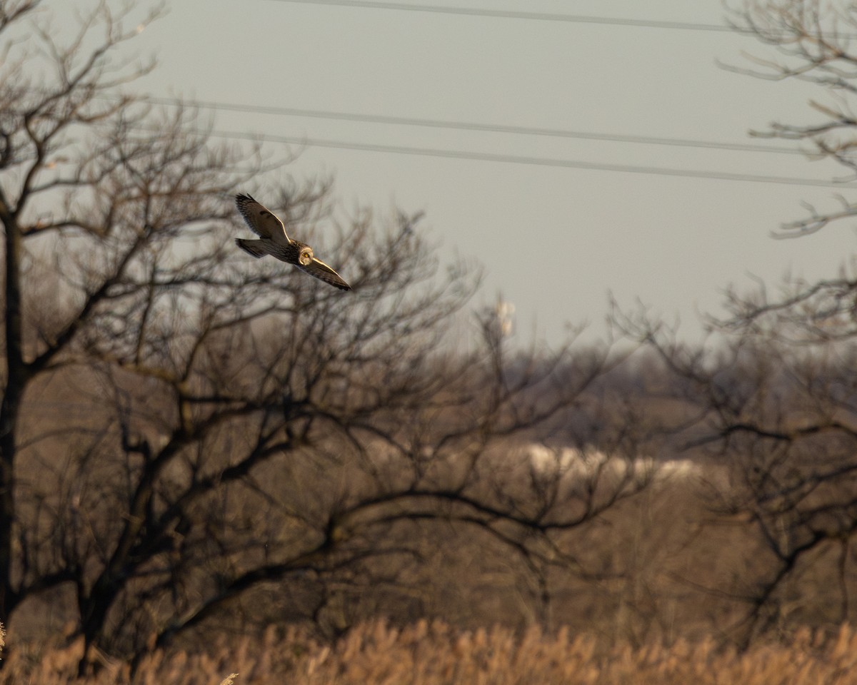 Short-eared Owl - ML615178805