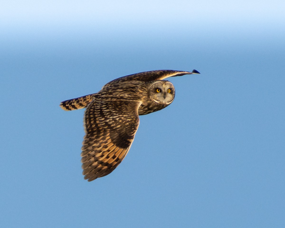 Short-eared Owl - ML615178882
