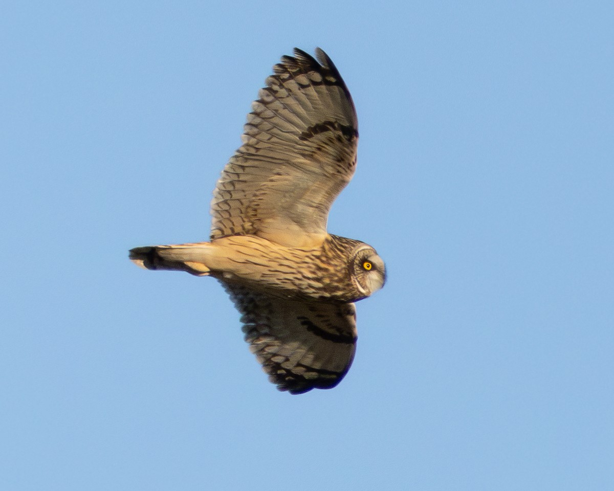 Short-eared Owl - ML615178889