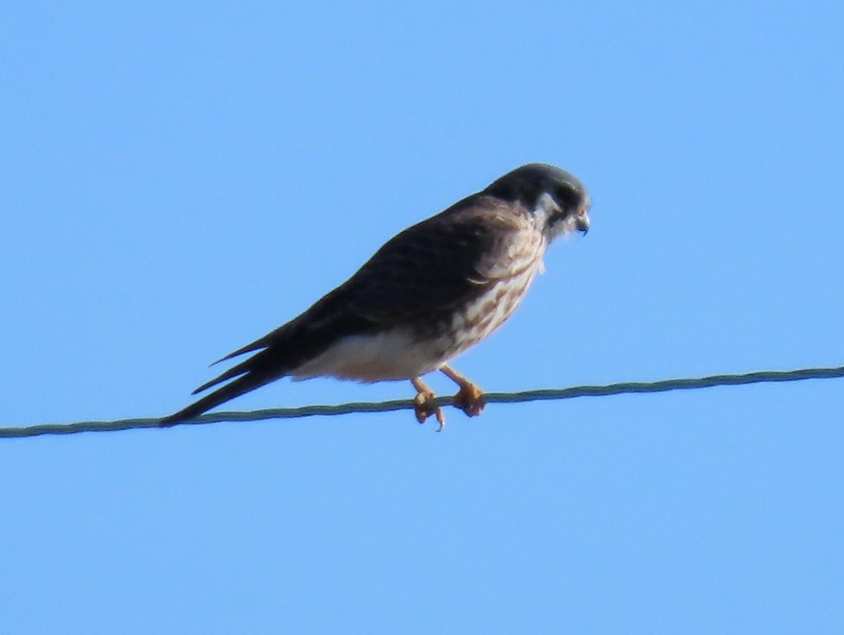 American Kestrel - ML615178926