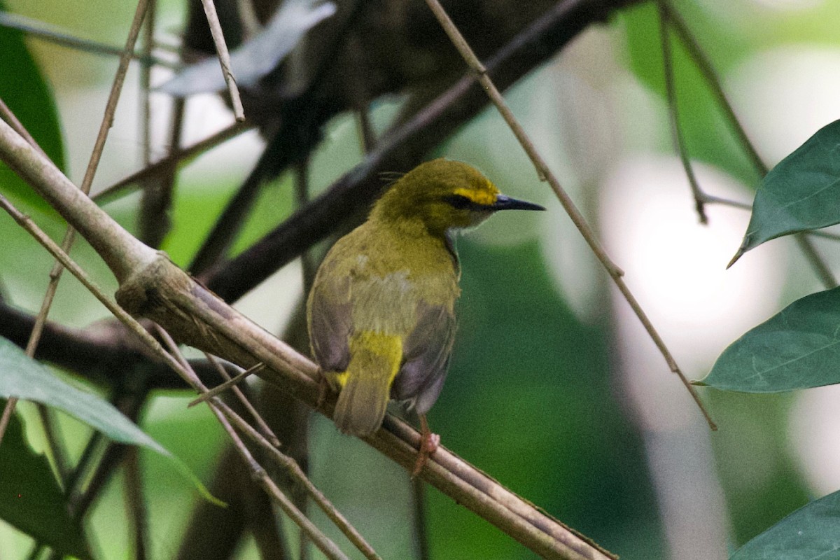 Yellow-browed Camaroptera - ML615178959