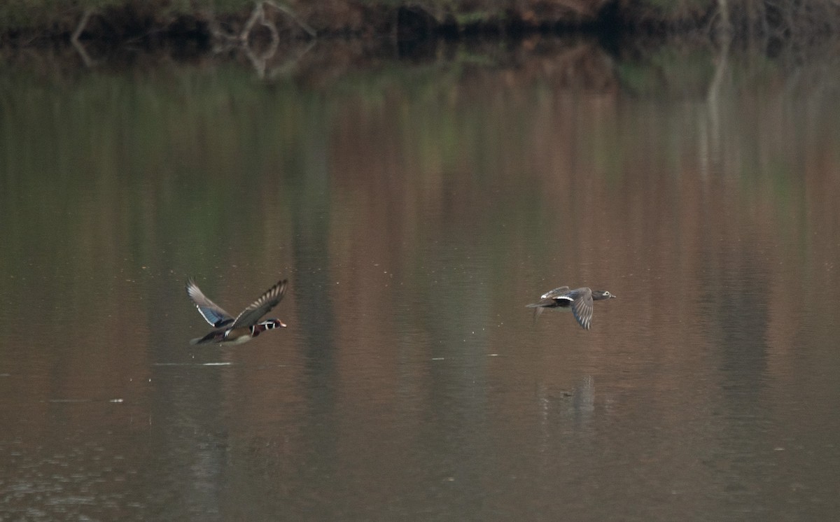 Wood Duck - ML615179000