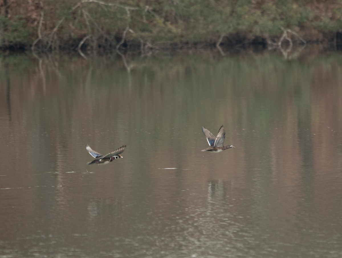 Wood Duck - ML615179001