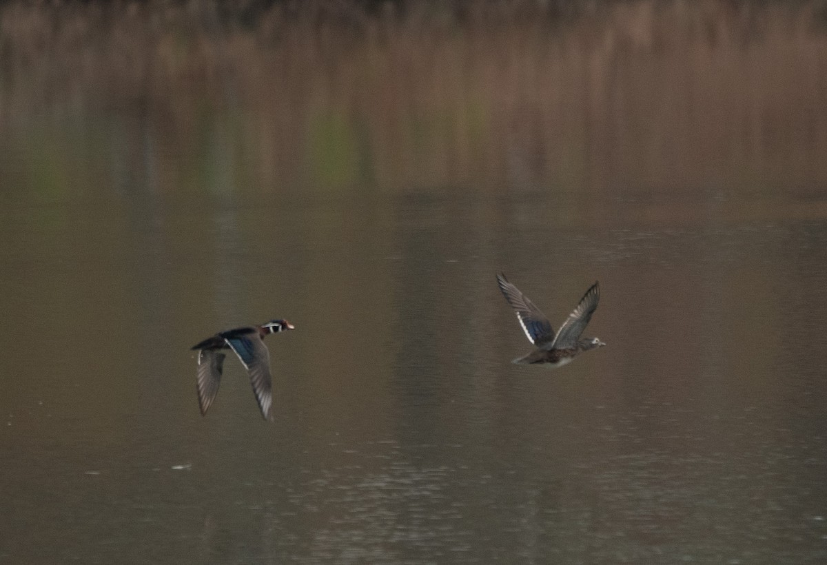 Wood Duck - ML615179003