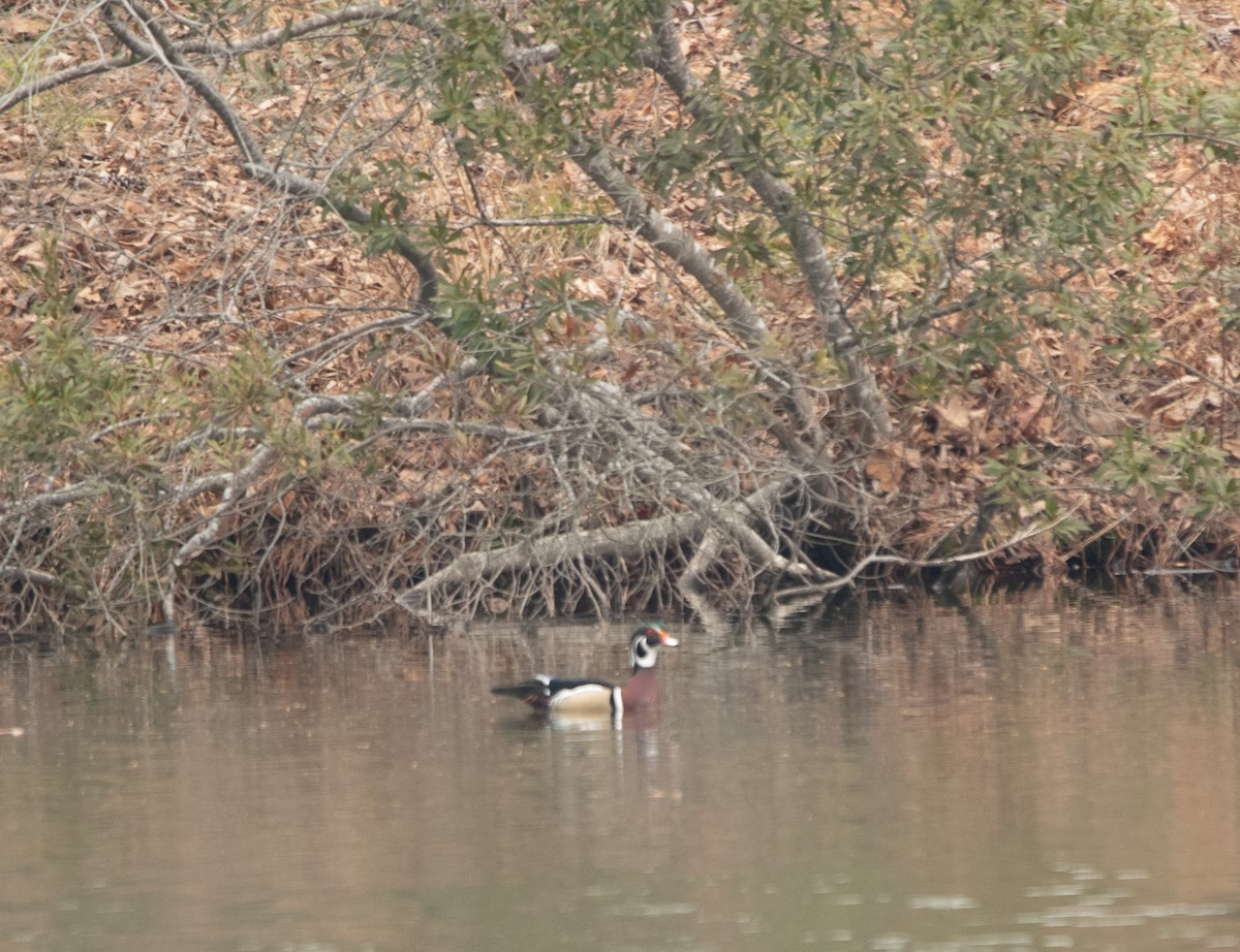 Wood Duck - Gary Warner