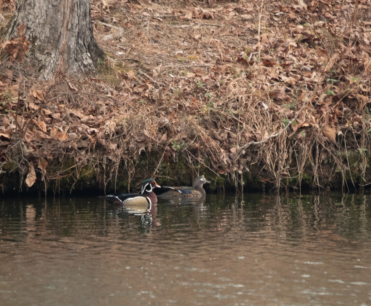 Wood Duck - ML615179009