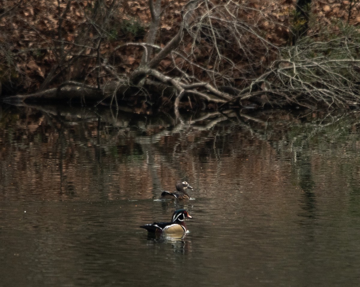 Wood Duck - ML615179010