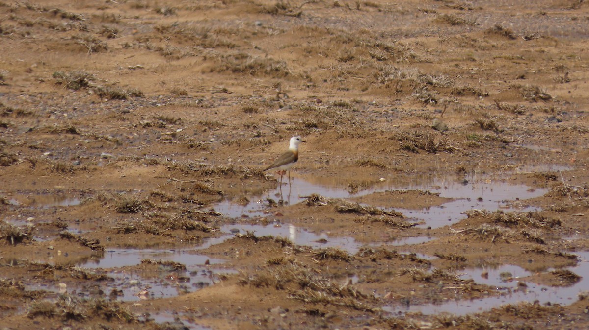 Oriental Plover - ML615179023