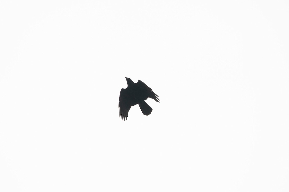 American Crow - ML615179025