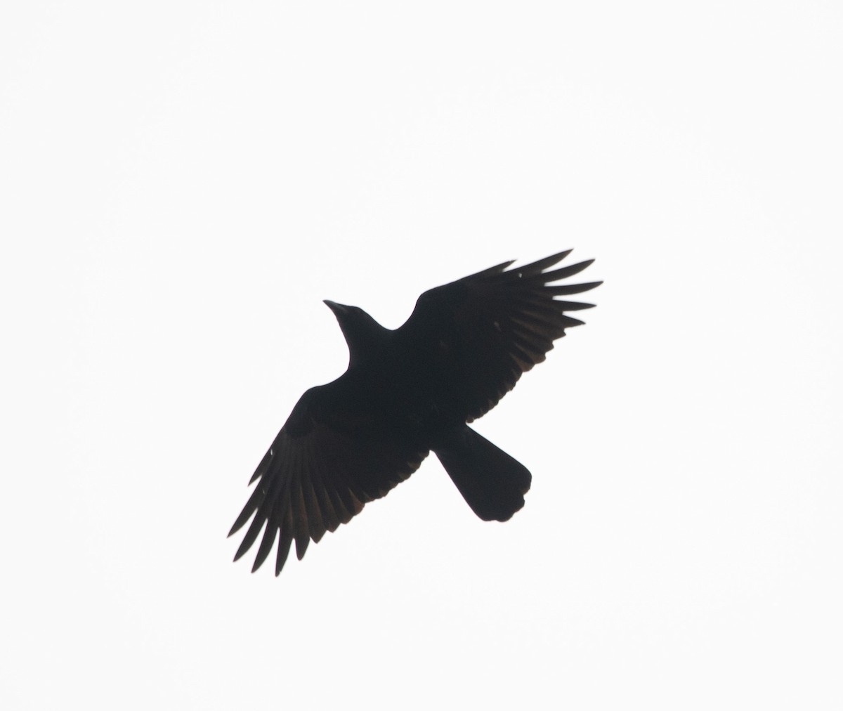 American Crow - ML615179026