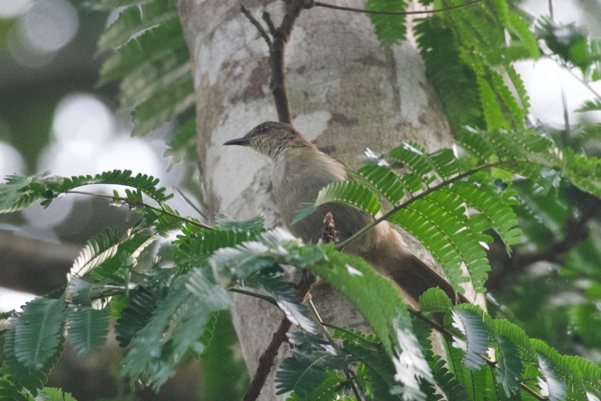 Slender-billed Greenbul - ML615179046