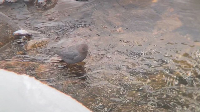 American Dipper - ML615179047