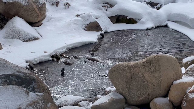 American Dipper - ML615179048