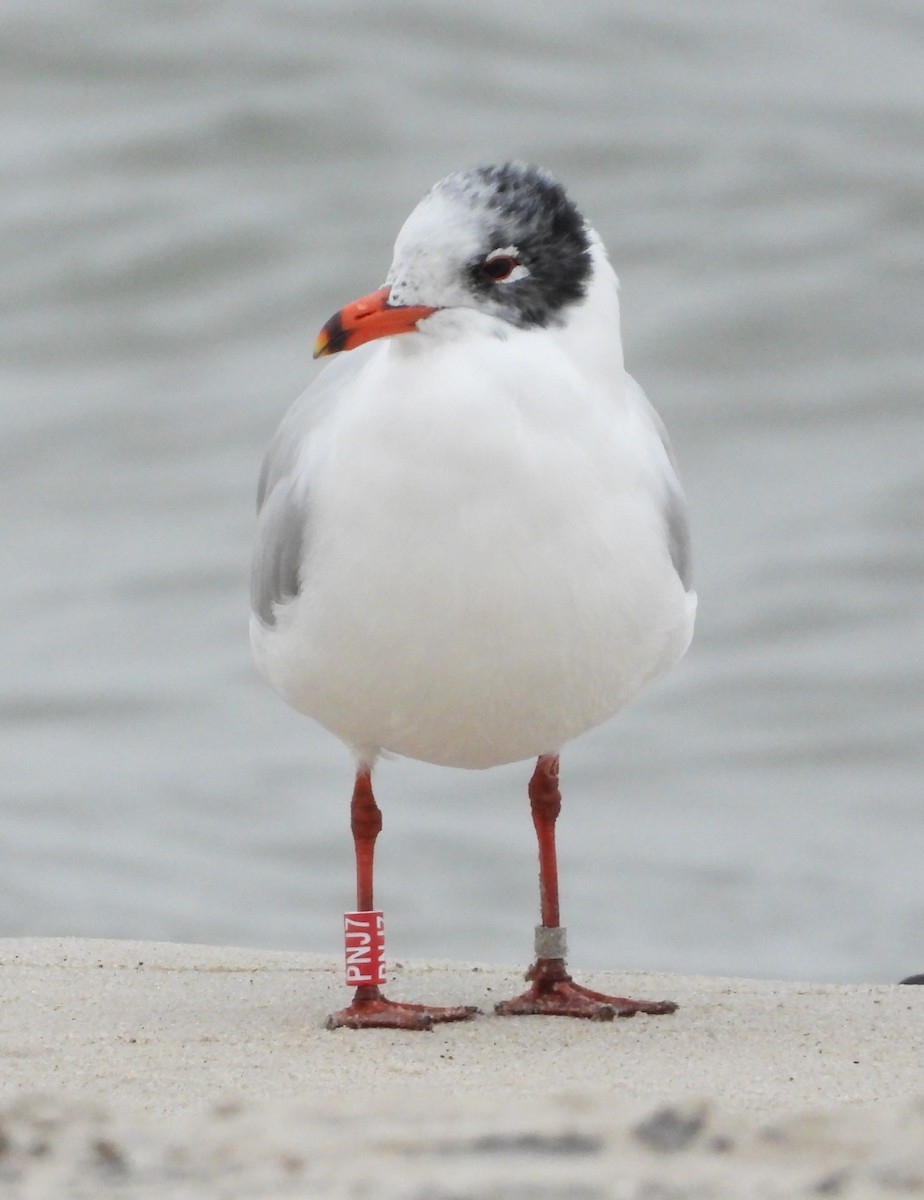 Mediterranean Gull - ML615179050