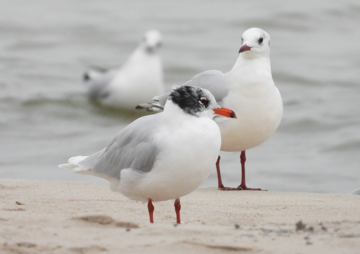 Mediterranean Gull - ML615179056