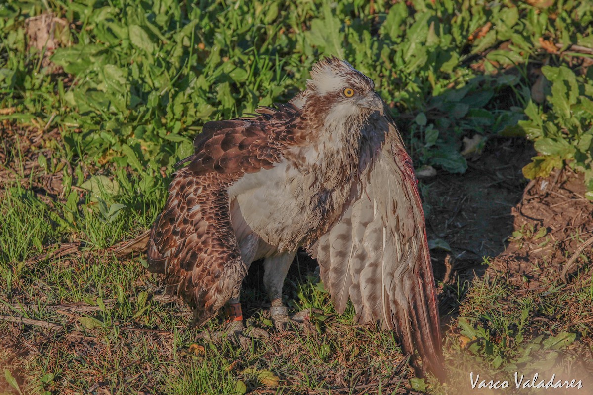 Osprey - Vasco Valadares
