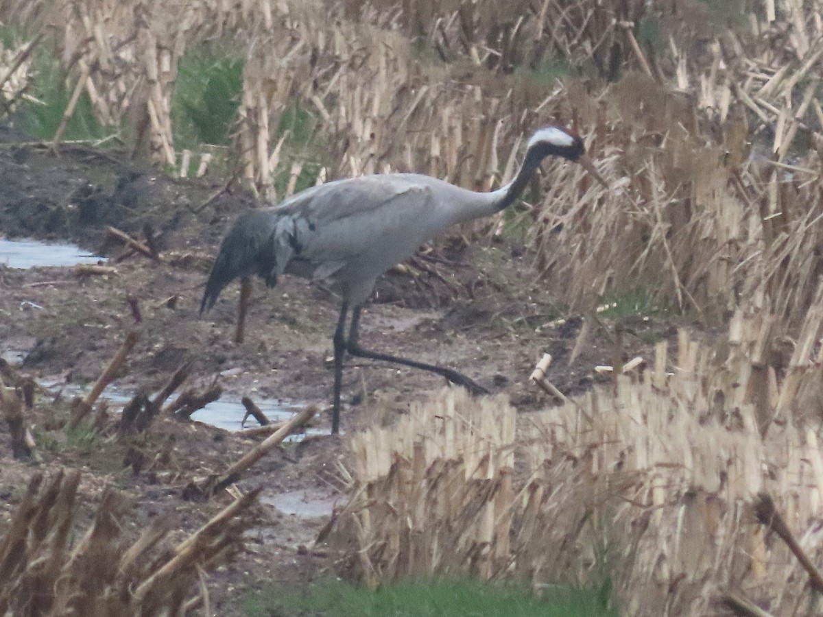 Common Crane - ML615179196