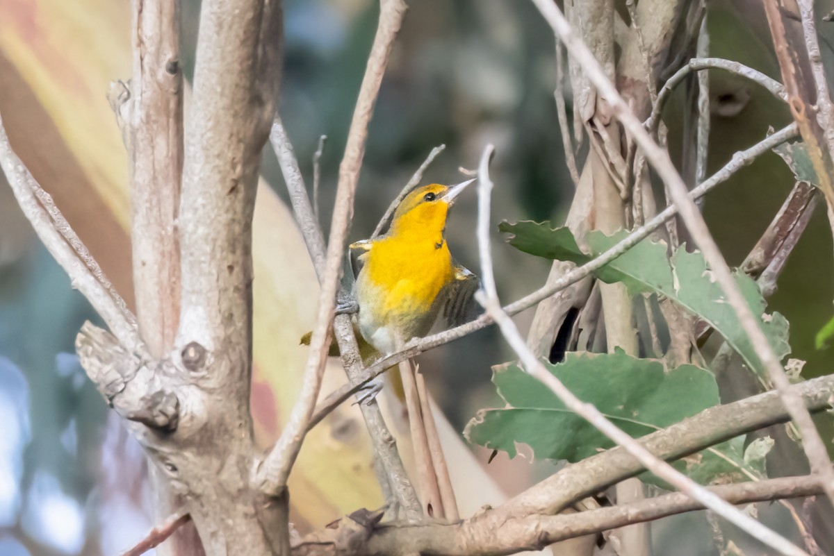 Bullock's Oriole - Mark Stephenson