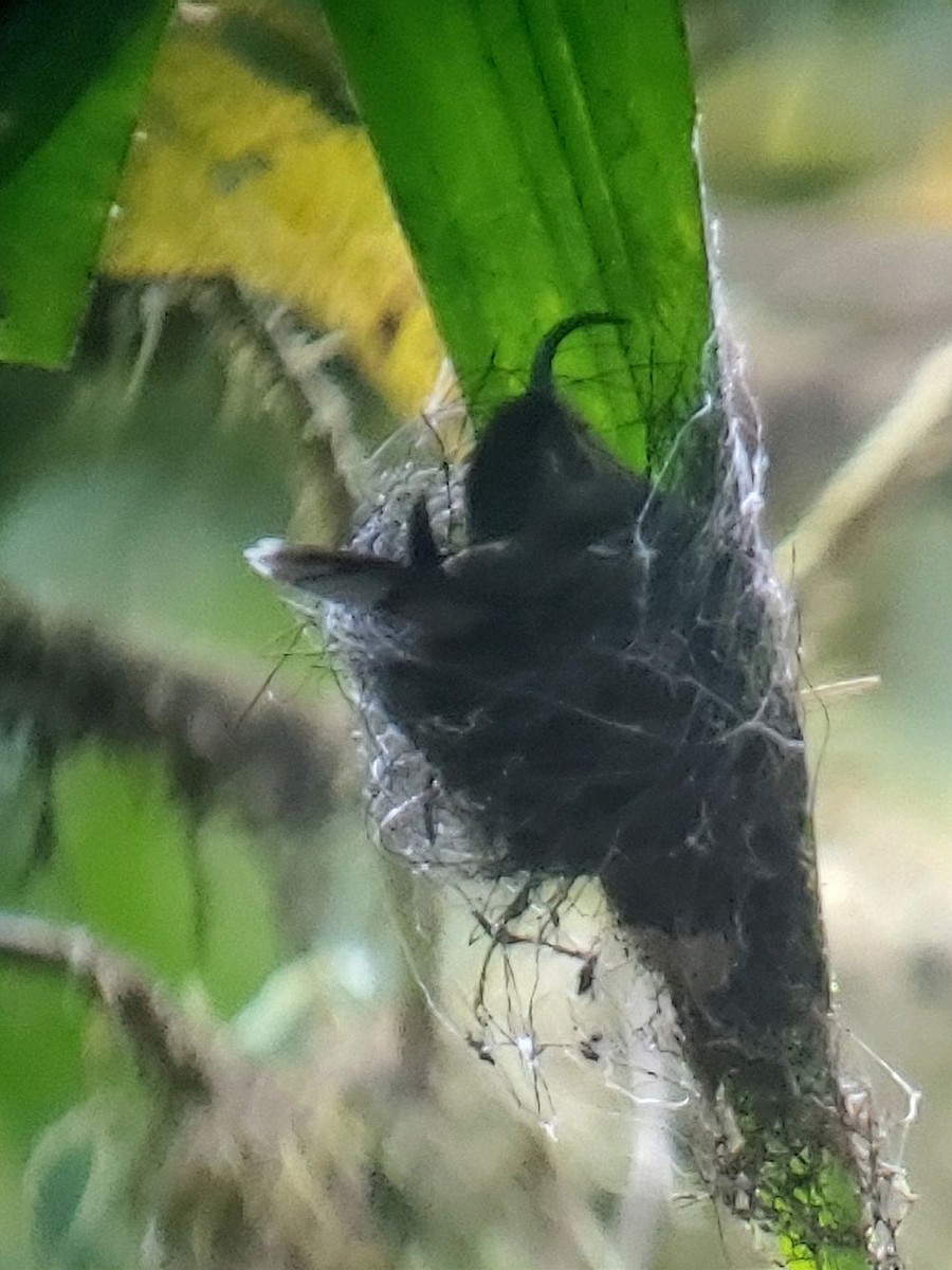 White-tipped Sicklebill - ML615179231