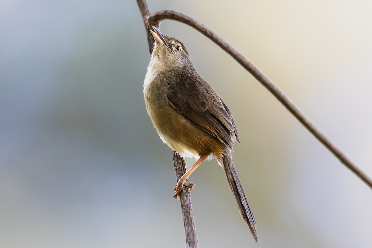 Prinia de Rock - ML615179264