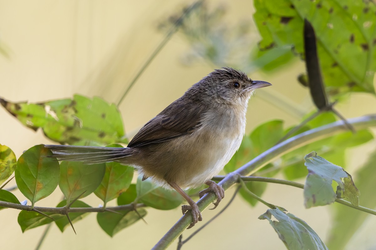 Prinia de Rock - ML615179275