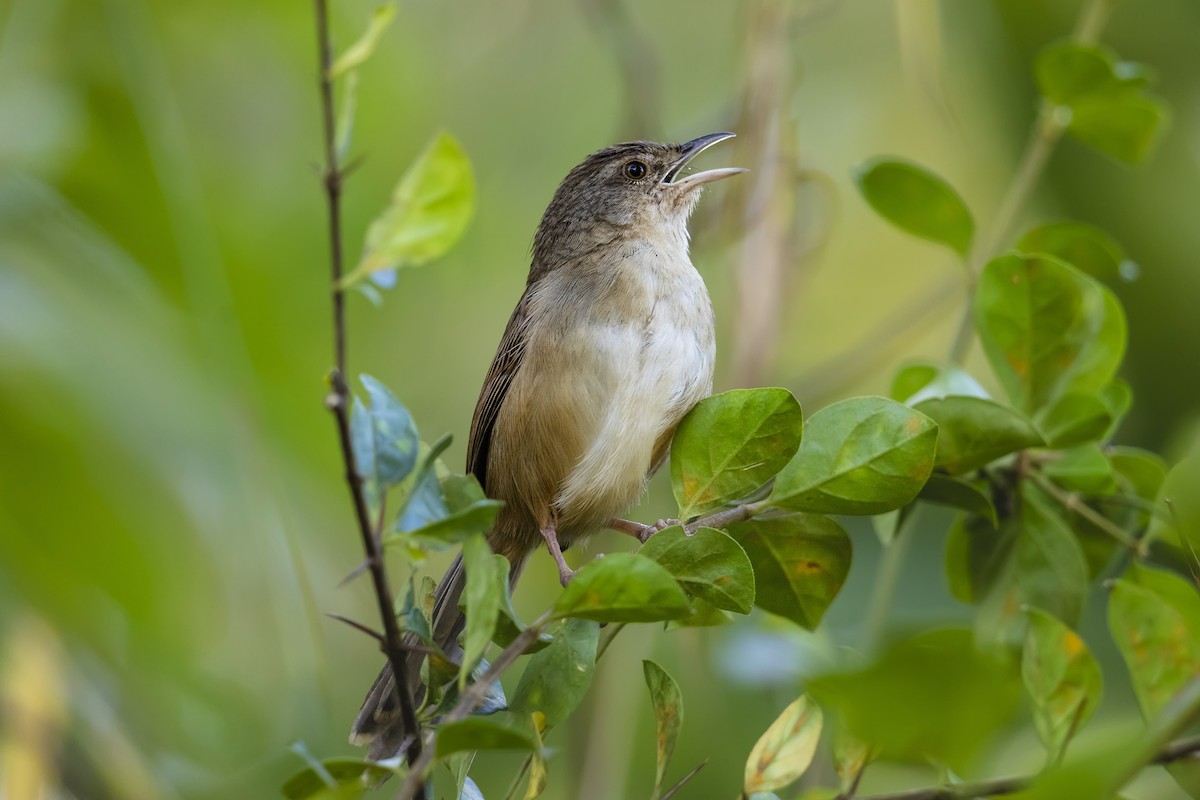 Prinia de Rock - ML615179276