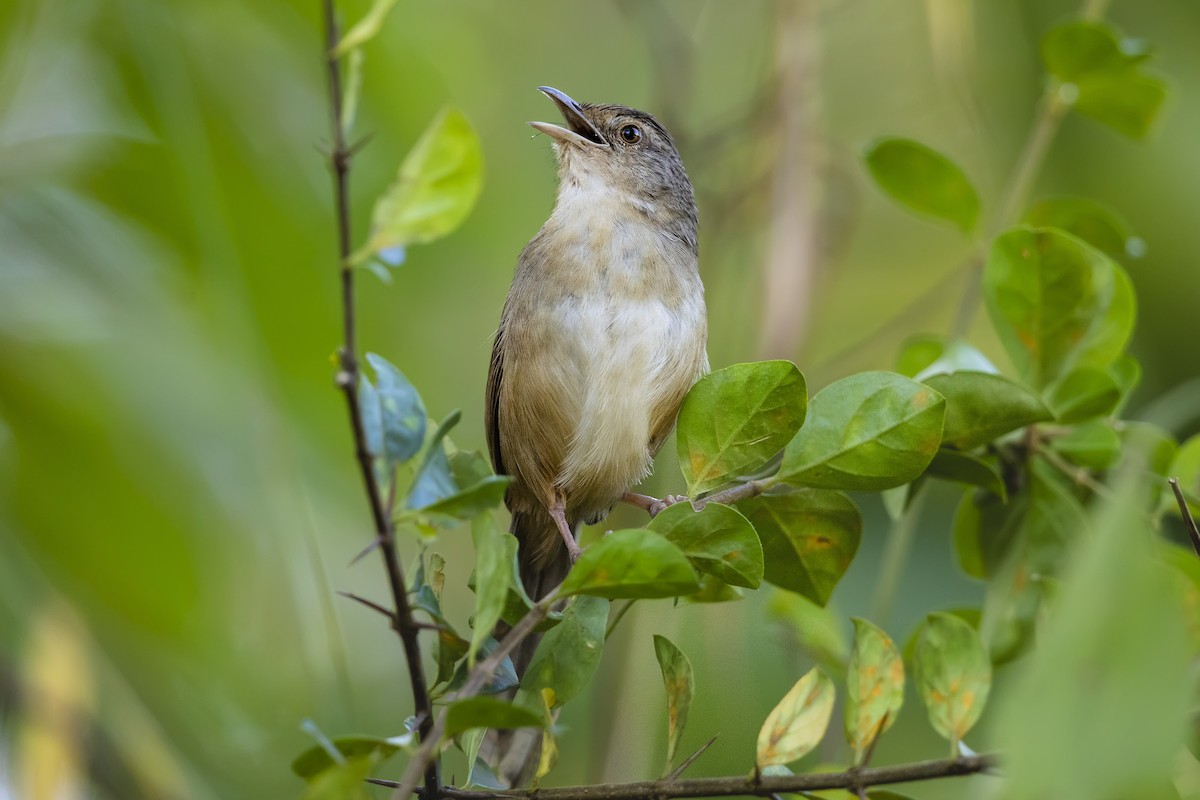 Prinia de Rock - ML615179277