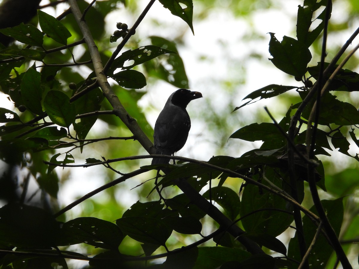 Gray-headed Nigrita - ML615179334