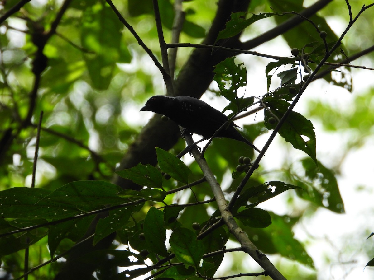 Gray-headed Nigrita - ML615179336