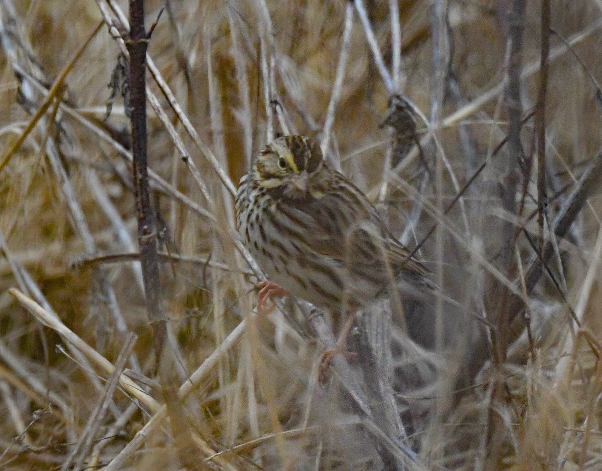 Savannah Sparrow - ML615179343