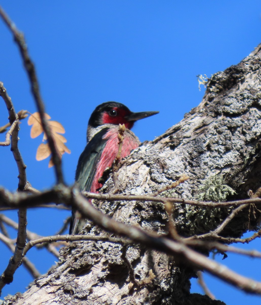 Lewis's Woodpecker - Jay Withgott