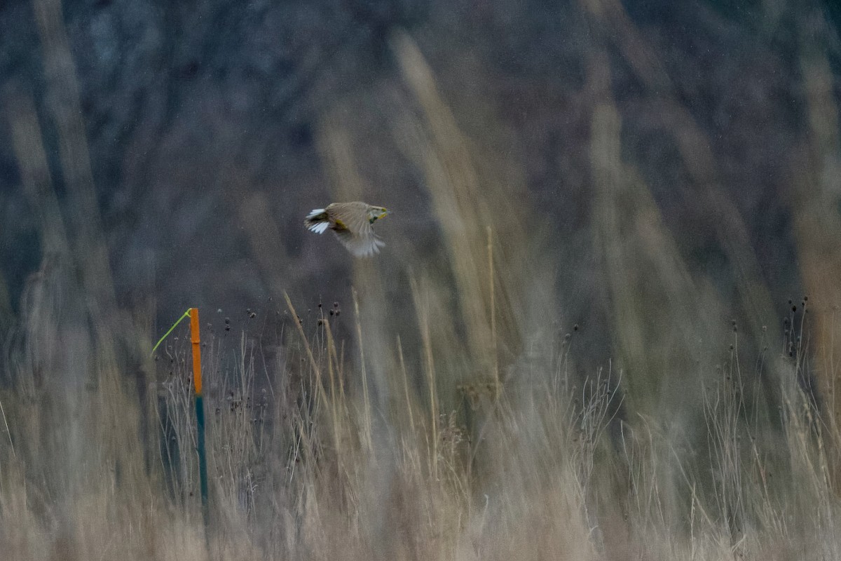 Eastern Meadowlark - Lisa Klepacz