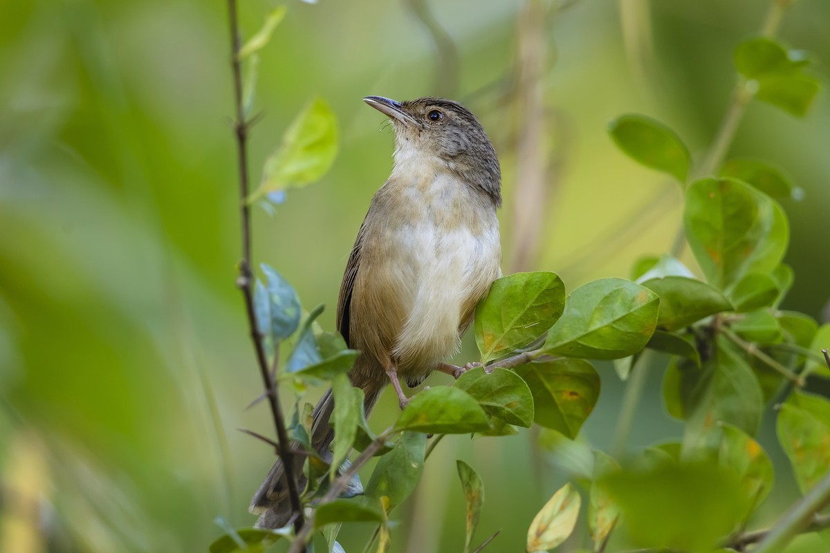 Prinia de Rock - ML615179449