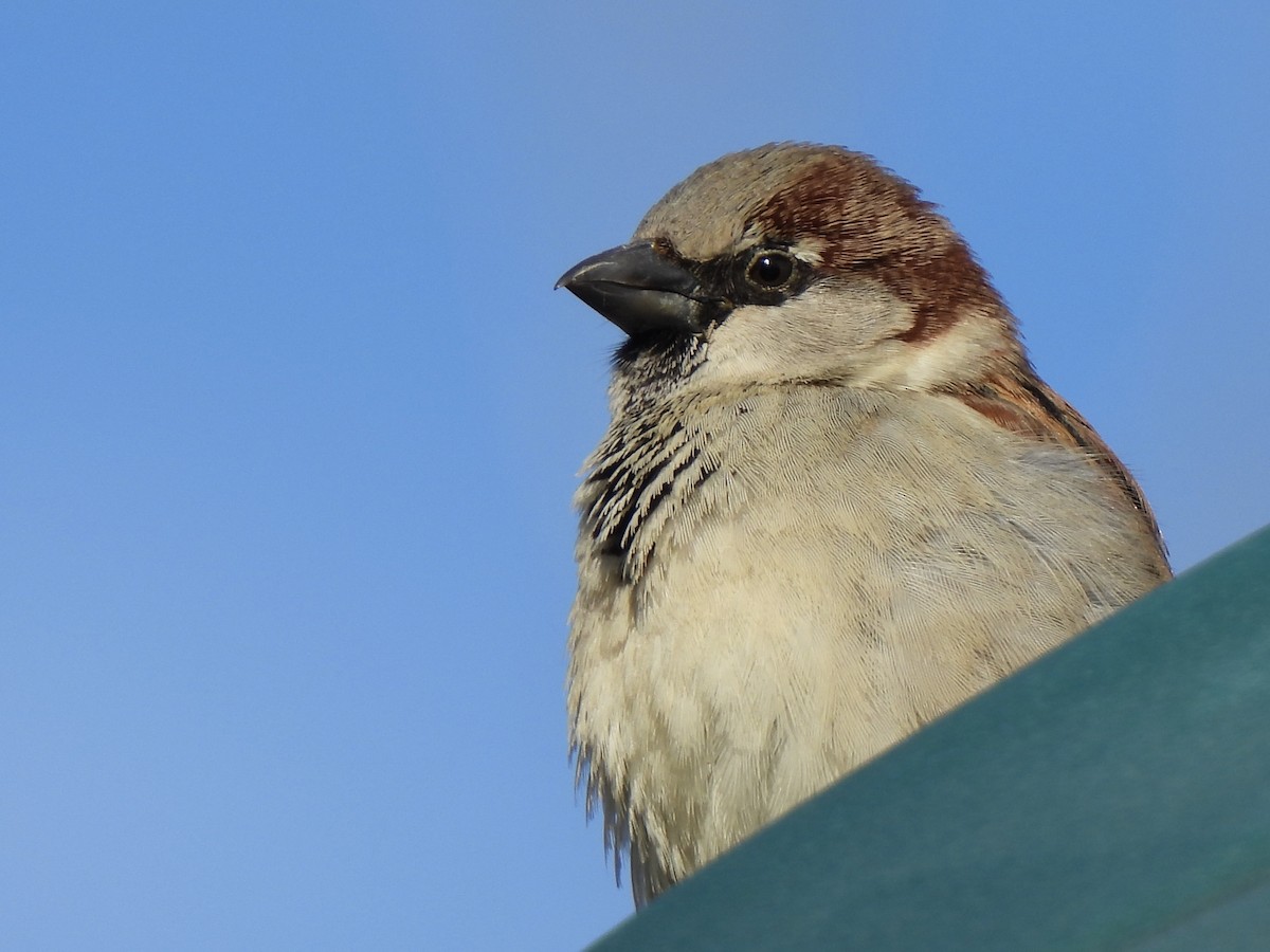 House Sparrow - ML615179477