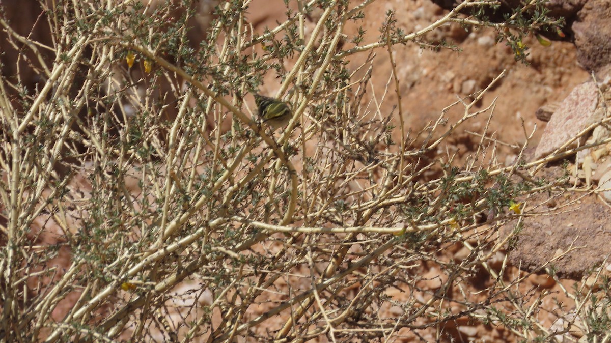 Pallas's Leaf Warbler - ML615179487