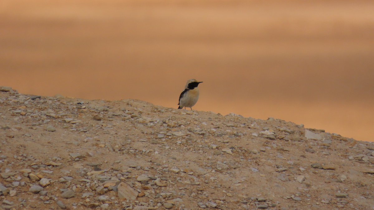 Desert Wheatear - ML615179493