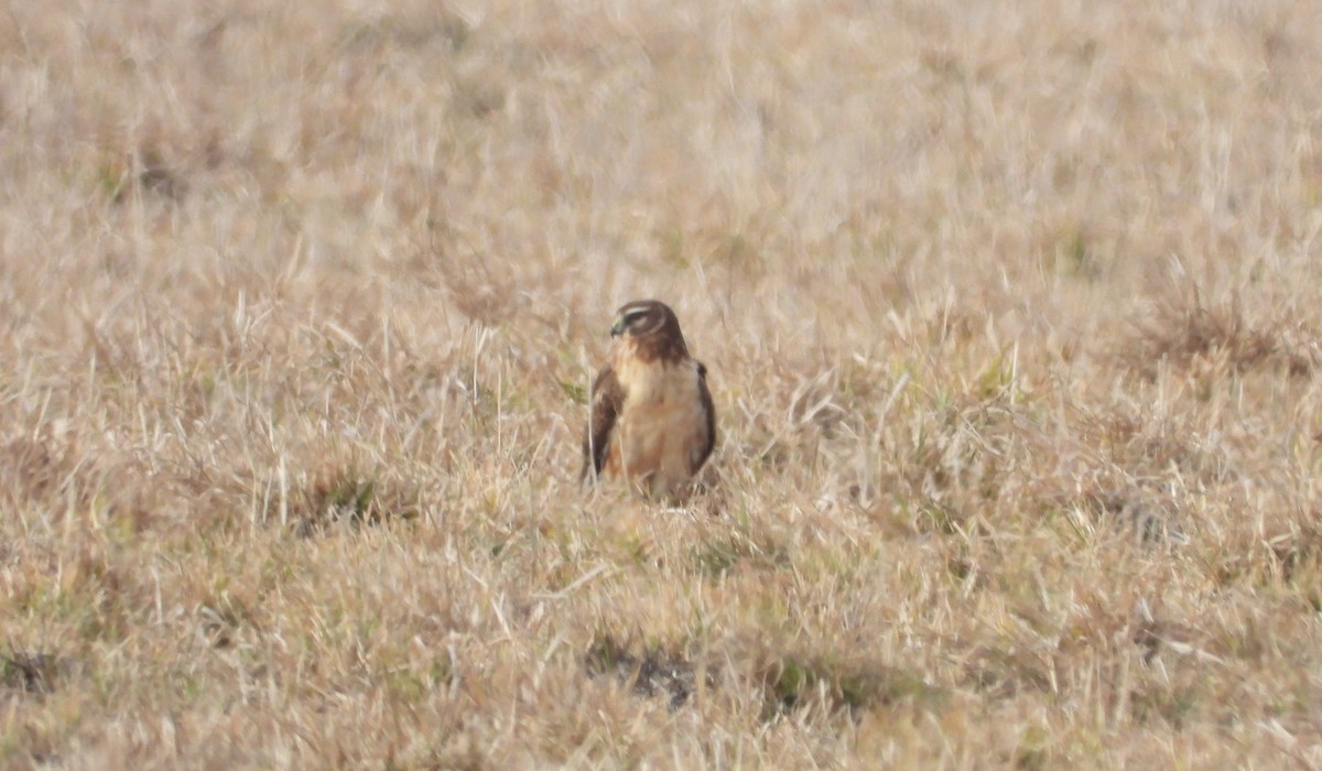 Northern Harrier - Walt Lutz